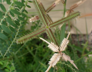 P4277929a.jpg